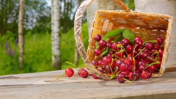 На деревянный стол падает березовая корзина, полная сочной красной вишни — стоковое видео