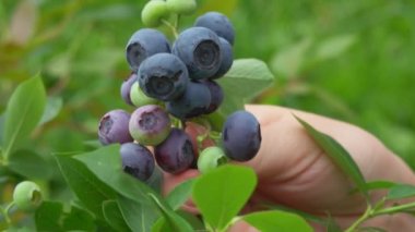 Çalılıklardan büyük, olgun yaban mersini toplayan kadın ellerinin yakın çekimi.