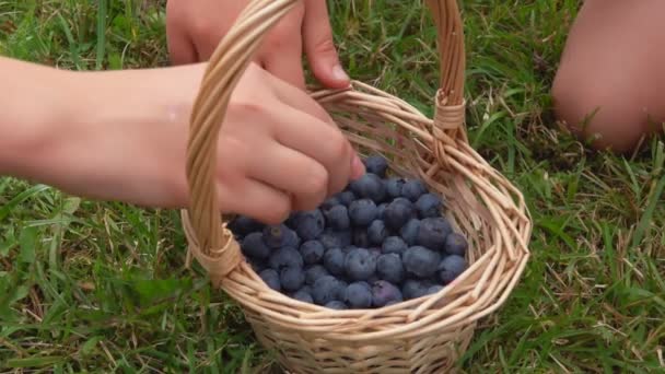 Les mains prennent de gros bleuets juteux dans le panier en osier — Video