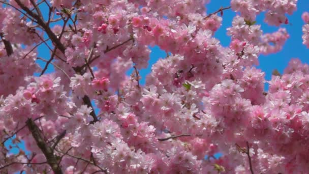 Красиві вишневі квіти на сонячний весняний день — стокове відео