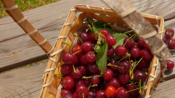 위쪽에 보이는 바구니의 파노라마에는 즙이 많은 붉고 잘 익은 열매들이 식탁에 가득 실려 있다 — 비디오