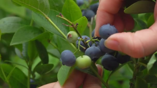 Närbild av kvinnliga händer plocka saftiga mogna blåbär från den gröna busken — Stockvideo