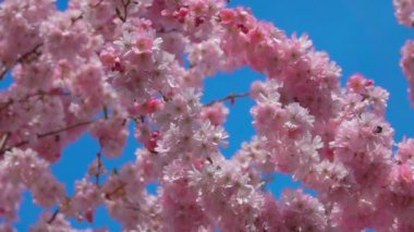 Güneşli bir bahar gününde mavi gökyüzü olan kiraz ağacı çiçeklerine yakın çekim