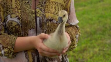 Küçük bir ördek yavrusu, arka planda bir çiftçinin ellerinde oturur.