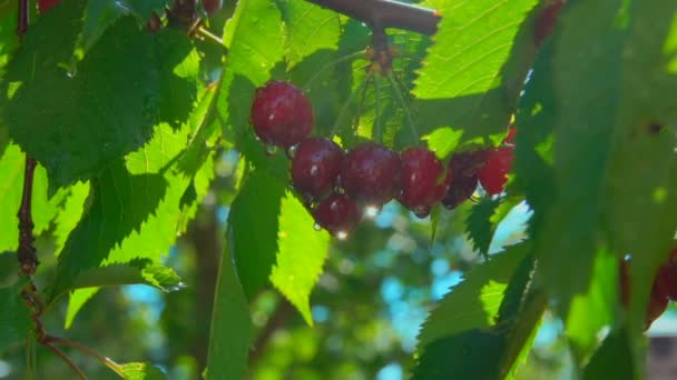 Cerejas vermelhas deliciosas molhadas no ramo da árvore iluminada pelo sol — Vídeo de Stock