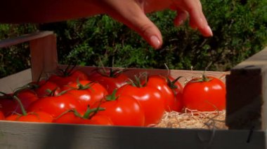 El olgun kırmızı domatesleri tahta kutuya koyuyor.