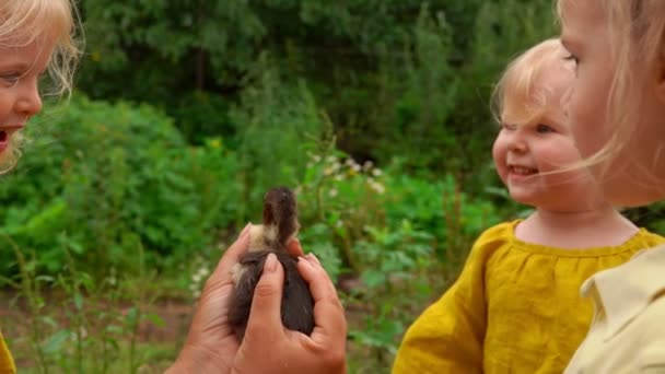 Roztomilá malá blondýnka se bojí malého kachňátka venku — Stock video