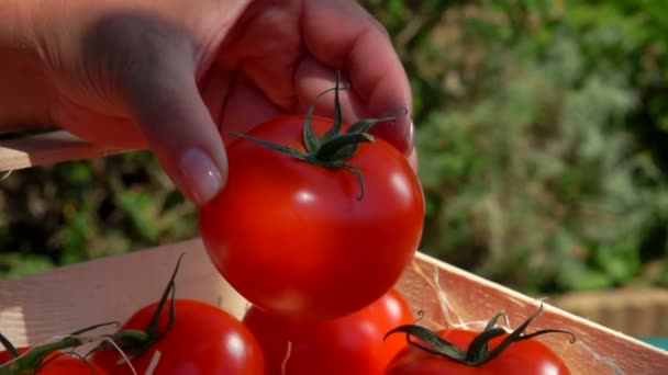 Το θηλυκό χέρι βάζει ώριμες κόκκινες ντομάτες στο κουτί με ροκανίδια. — Αρχείο Βίντεο