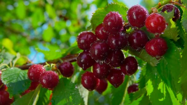 Nasse rote reife Kirschen am Ast nach dem Sommerregen — Stockvideo