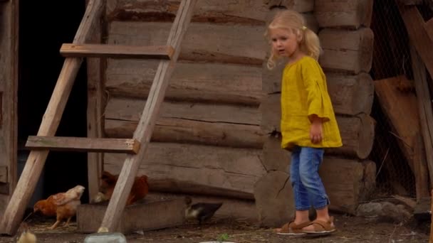Una linda niña rubia se divierte con los patitos pequeños lindos caminando en una granja — Vídeos de Stock