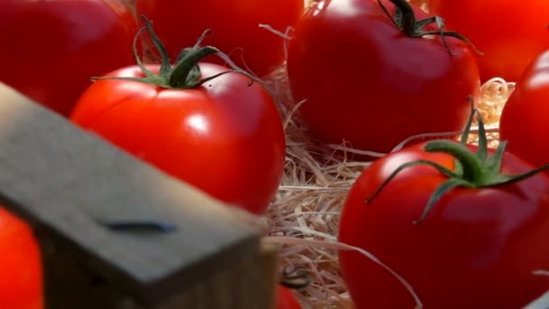 Panorama de cerca de los tomates maduros colocados en la caja de madera con virutas — Vídeos de Stock