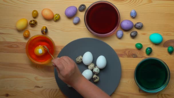 Hand legt weiße Hühnereier in die Schalen mit den Färbelösungen — Stockvideo