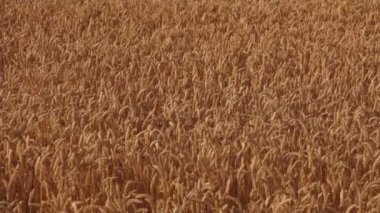 Güneşli bir günde olgunlaşmış altın buğday tarlası