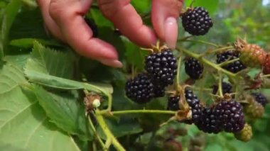 Güneşli bir yaz gününde bahçede böğürtlen hasadı