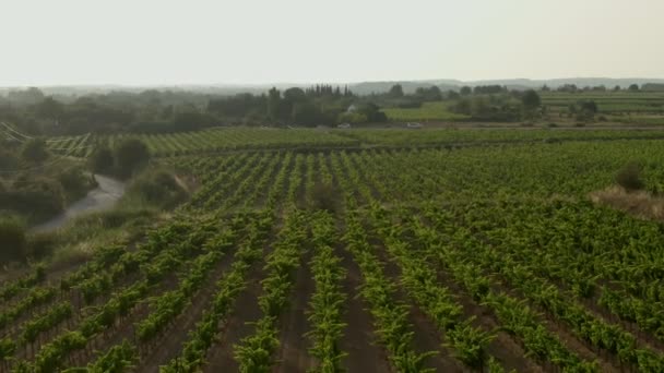 美しい静かなブドウ畑の空中撮影シート市の近く — ストック動画