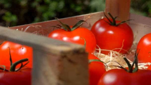 Panorama der weiblichen Hand, die eine reife rote Tomate in die Holzkiste legt — Stockvideo