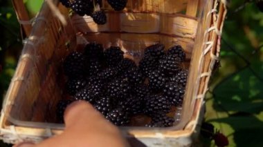 Çalı dallarından sulu, olgun böğürtlenleri toplayan bir elin yakın çekimi