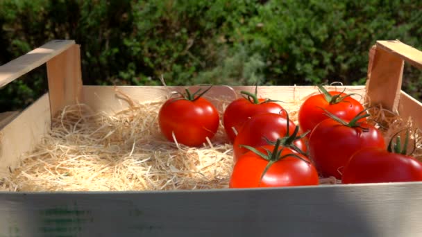 The hand is placing ripe red tomatoes into the wooden box with shavings — Stock Video