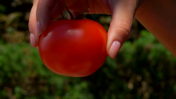 Close-up panorama of the female hand putting ripe red tomato into the wooden box — Stock Video