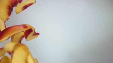 Taze olgun şeftali dilimleri beyaz arka plana çapraz düşüyor.