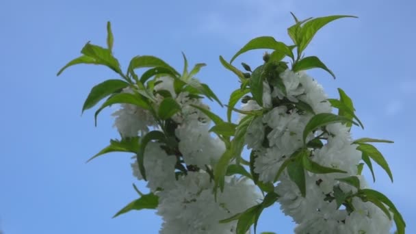 Nahaufnahme schöner Mandelblüten auf dem Ast des Baumes vor dem Hintergrund des Himmels — Stockvideo