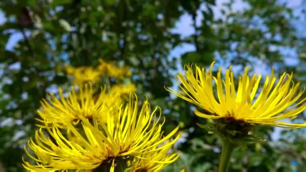 Cose-up della bella farfalla che vola intorno giallo brillante elecampane — Video Stock