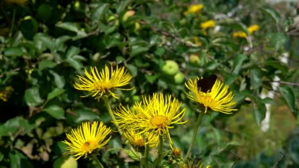 A bela borboleta está voando em torno de flores de elecampane amarelo brilhante — Vídeo de Stock