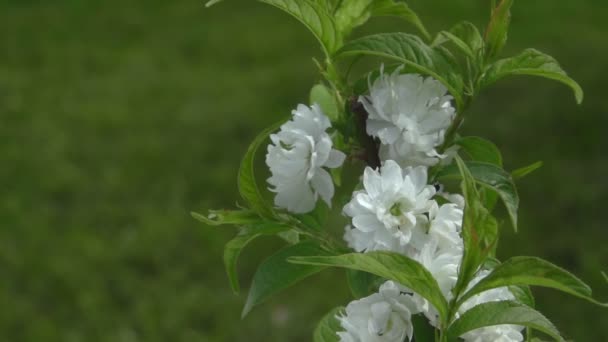 Primo piano di fiori di mandorlo sul ramo dell'albero sullo sfondo del prato verde — Video Stock