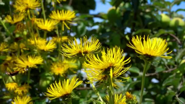 The bright butterfly is flying around bright yellow elecampane flowers — Stock Video