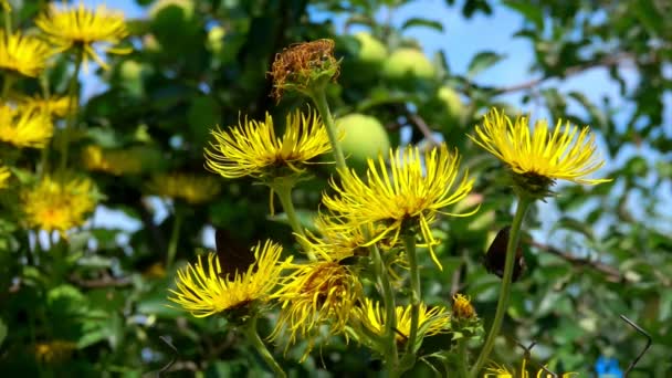 Close-up of bright yellow elecampane flowers — Stock Video