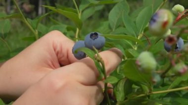 Çalılıktan olgun yaban mersinlerini toplayan kadın ellerinin yakın çekimi.