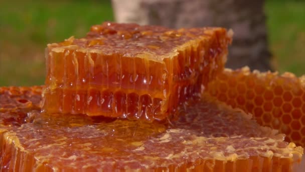 Közelkép a napsütéses napon a fából készült asztalt lefektető méhsejt darabokról — Stock videók