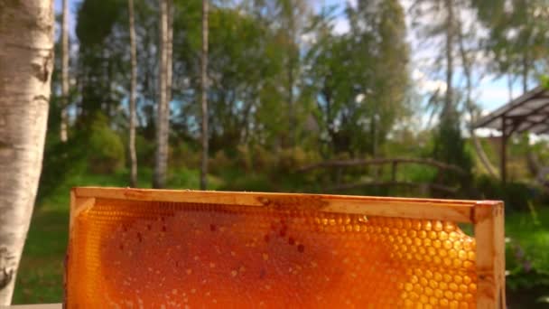 Panorama van de honingraten in een houten frame op de houten tafel — Stockvideo