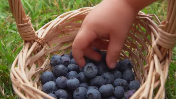 Childs hand neemt een rijpe bosbes uit een mand op de achtergrond van het gras — Stockvideo