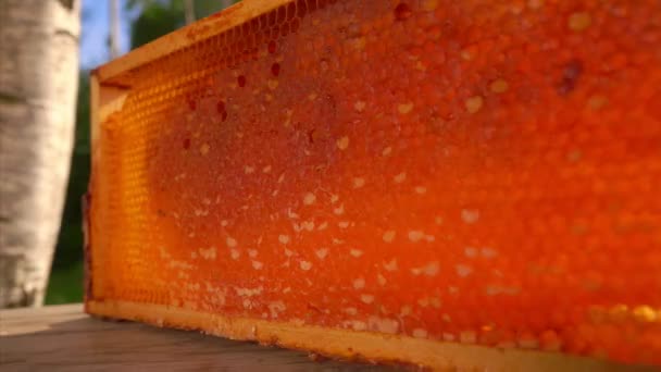 Närbild panorama över honeycombs i en träram på träbordet — Stockvideo