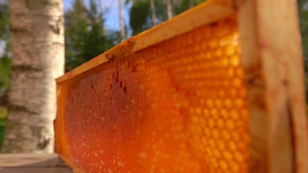 Panorama rapproché des rayons de miel frais dans un cadre sur la table par une journée ensoleillée — Video