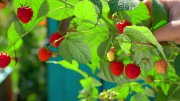 Female hands are picking large juicy raspberries from the bush on the sunny day Stock Footage