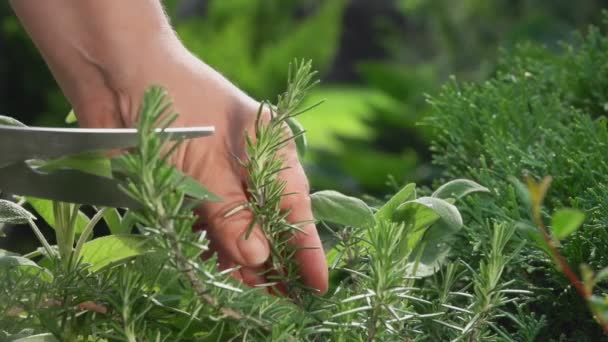 Tangan wanita memotong cabang rosemary hijau segar — Stok Video