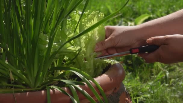 Kvinnlig hand skär av färska gröna salladsblad med saxen — Stockvideo