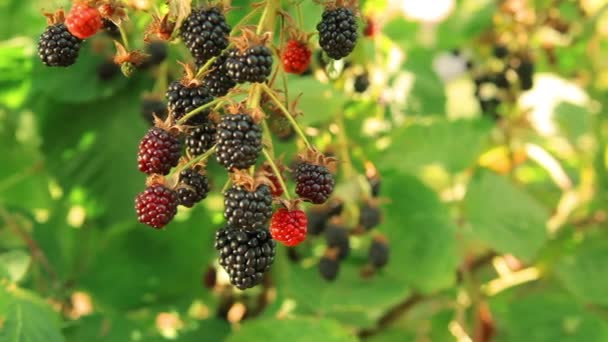 Moras en una rama — Vídeos de Stock