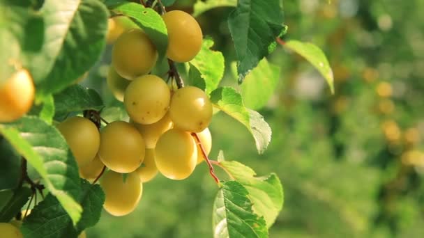 Branch of ripe plums — Stock Video