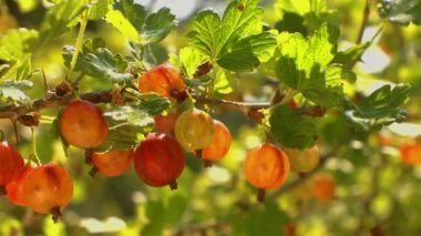 Bahçedeki bir çalılıkta olgun bektaşi üzümleri