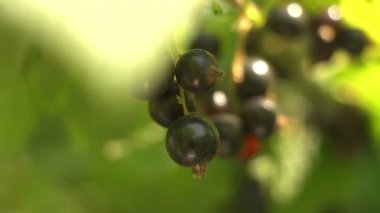 Bahçede bir Bush olgun blackcurrant