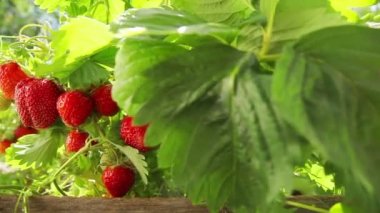 Bahçedeki çilekler