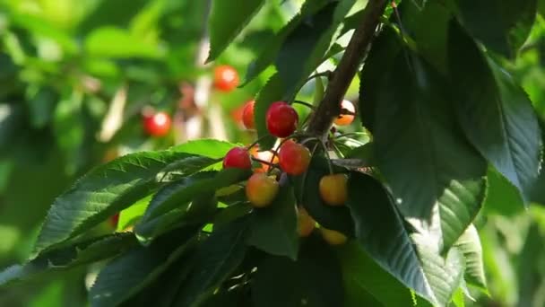 Cerejas maduras na árvore — Vídeo de Stock