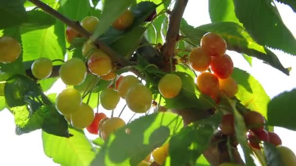 Ripe cherries on the tree — Stock Video