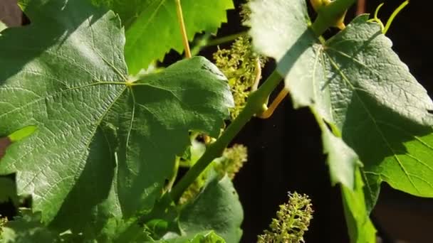 Vine grapes in the garden — Stock Video