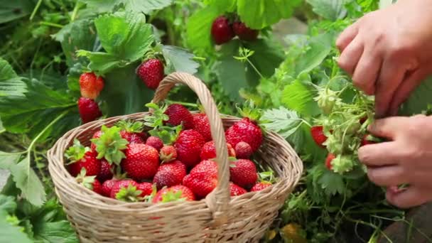 Erdbeeren im Garten — Stockvideo