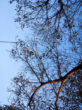 Gökyüzüne karşı ağaçlarla günbatımının seçici odak resmi