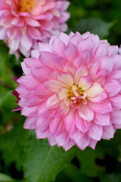 Rózsaszín dália virág — Stock Fotó